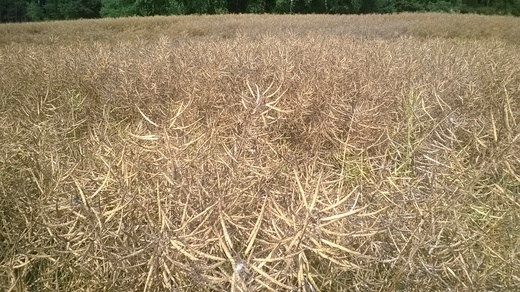 WP_20140722_001.jpg